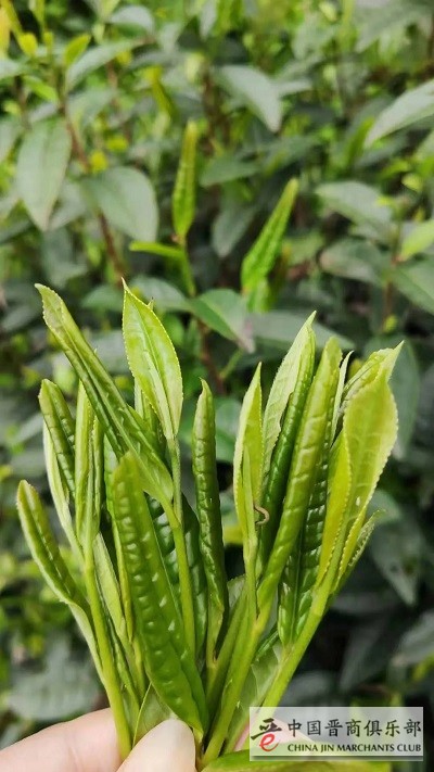 化学农药喷洒,做成的干茶叶子上如有少量的虫斑可以很好的证明这一点