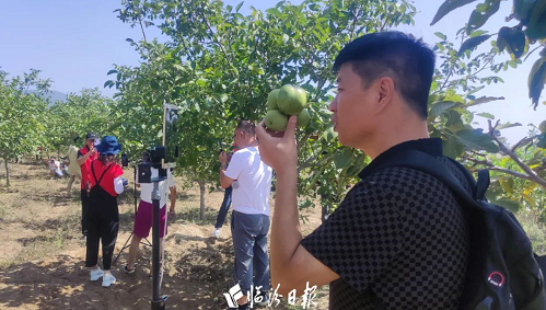 鲜嫩香脆！临汾“花果山”的核桃熟了